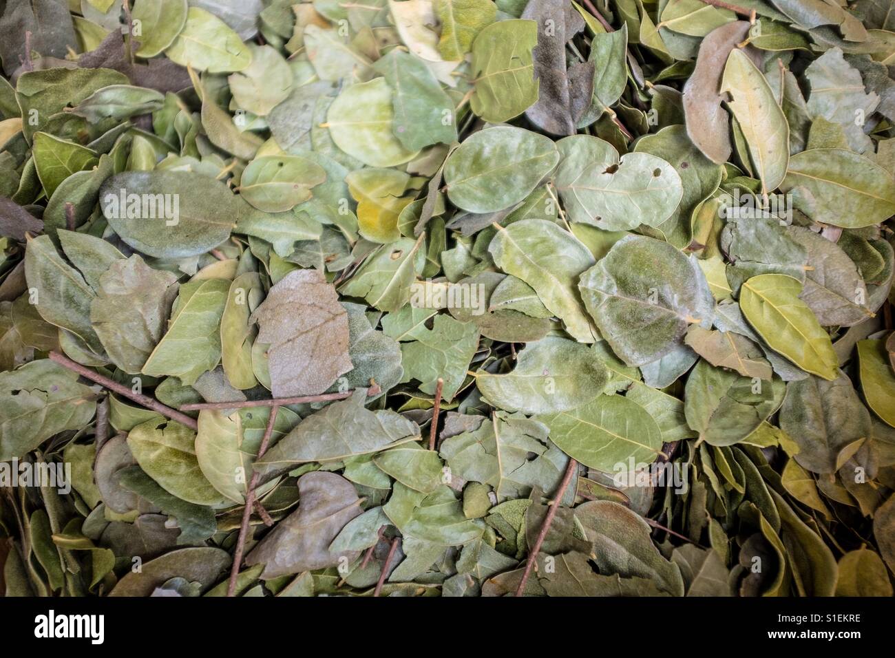 Coca leaves Stock Photo