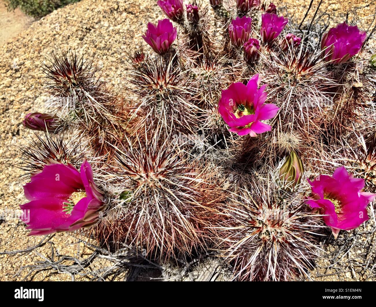 Springtime in the desert Stock Photo