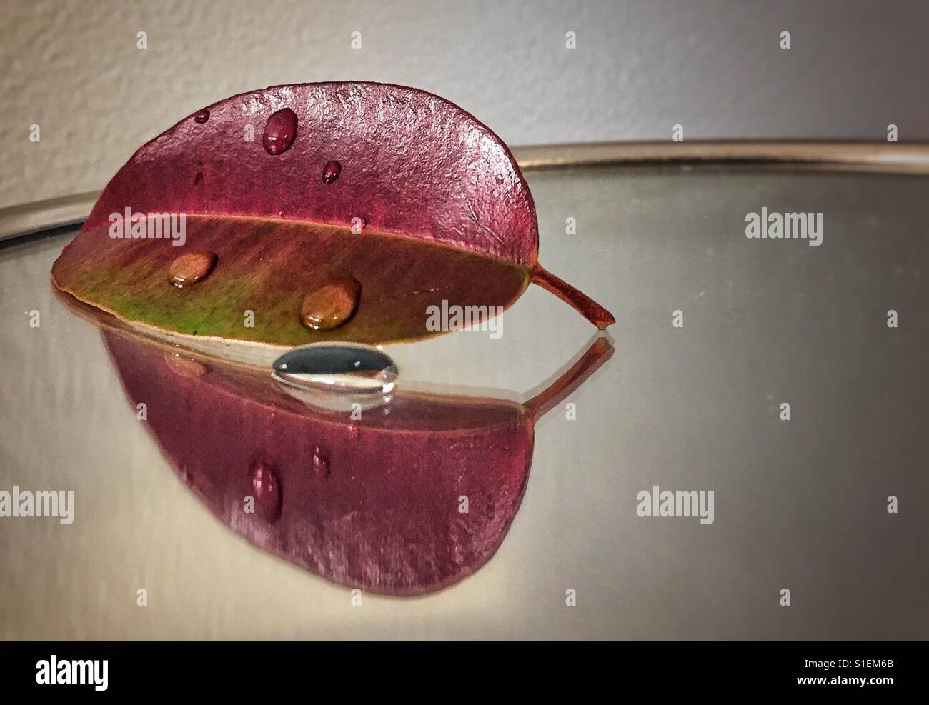 Leaf - Smartphone Captured Stock Image