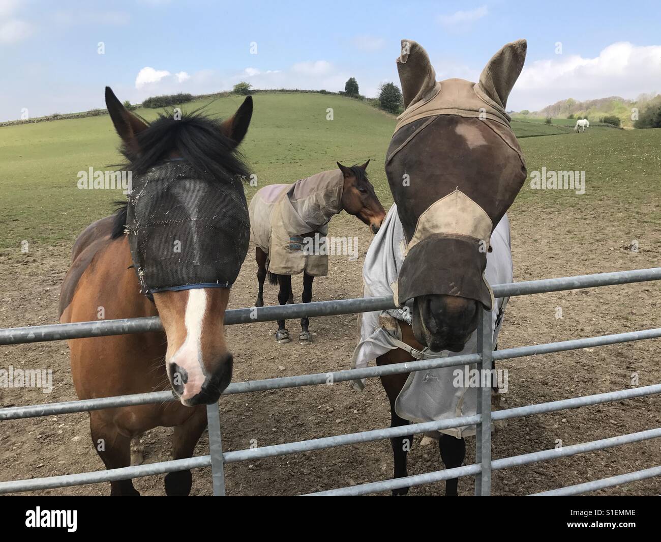 Horses in fly masks Stock Photo Alamy