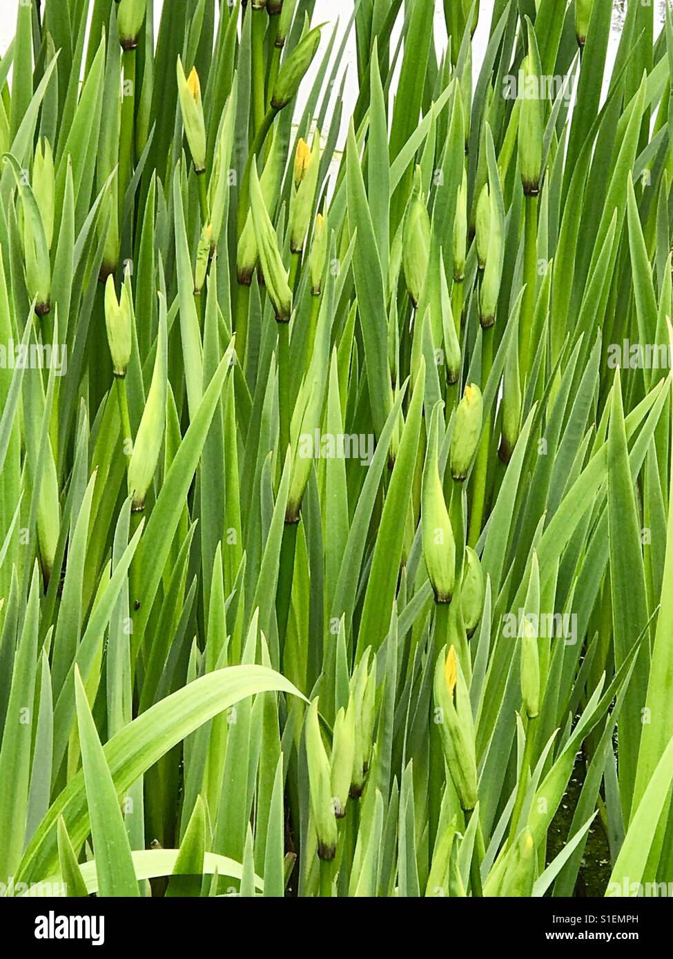 Summer welcome- green plants with new flowers almost ready to open up - Smartphone Captured Stock Image