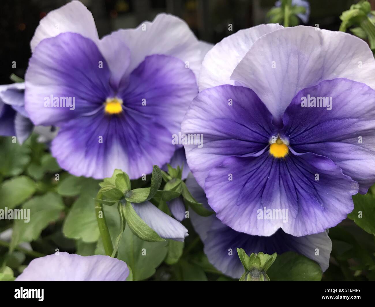 Summer flowers - Smartphone Captured Stock Image