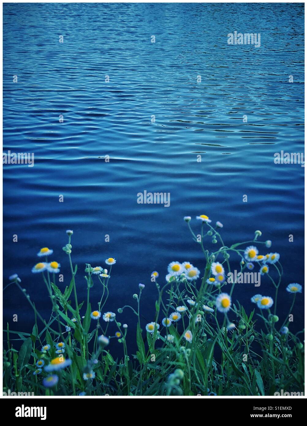 Wildflowers growing at water's edge - Smartphone Captured Stock Image