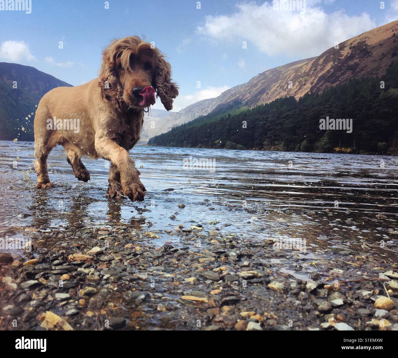 Dog modelling at a lake shore. Stock Photo