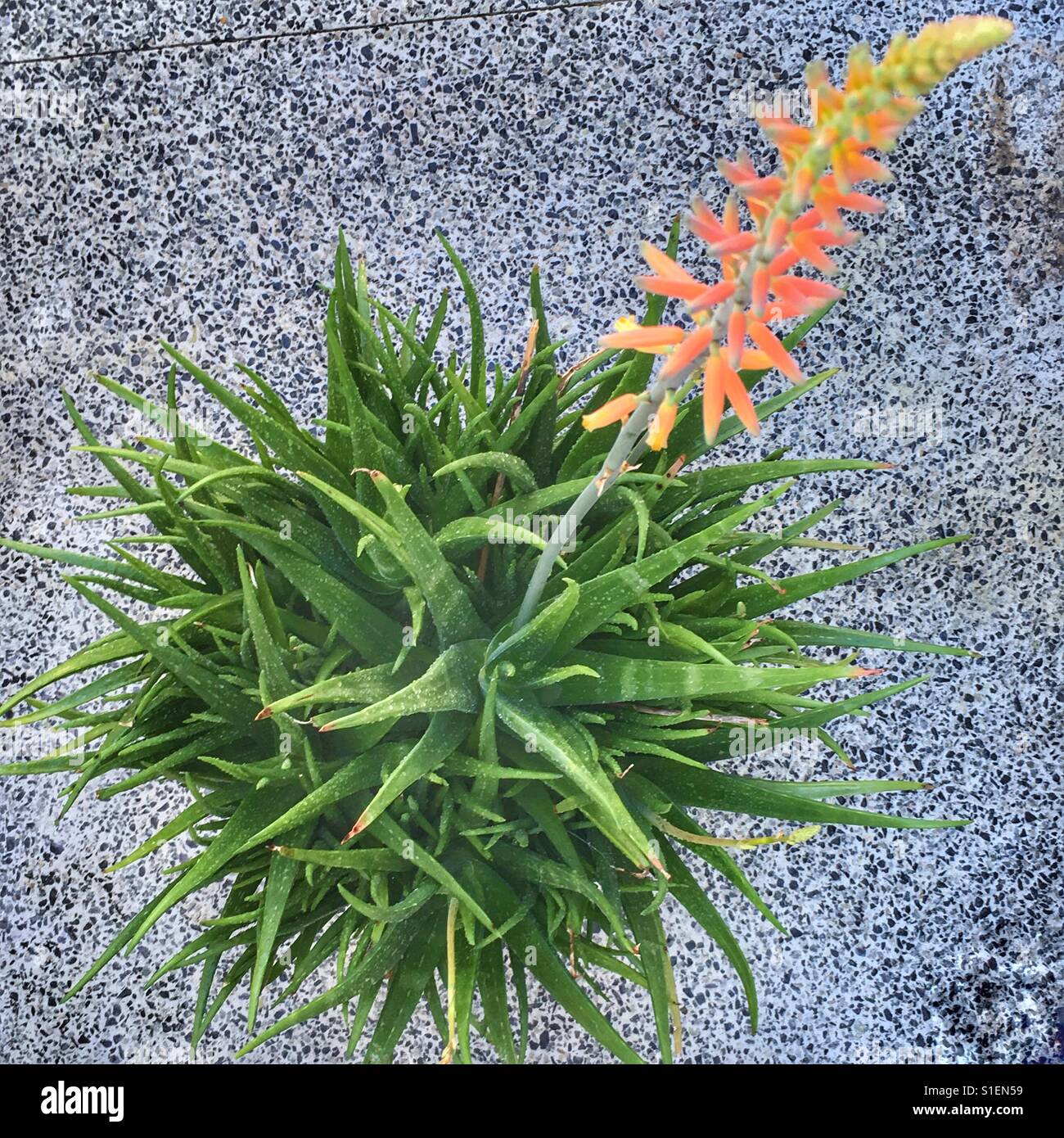 Aloe vera blooming Stock Photo - Alamy