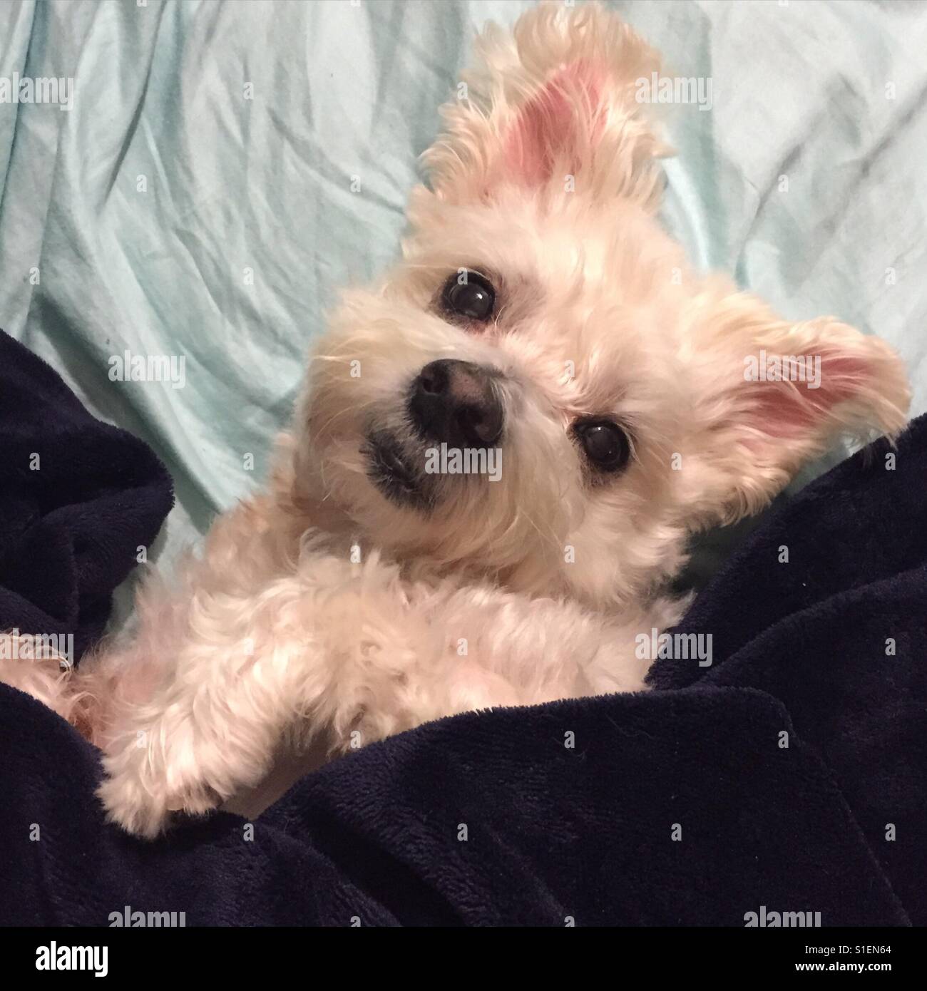 Dog sleeping in bed Stock Photo Alamy