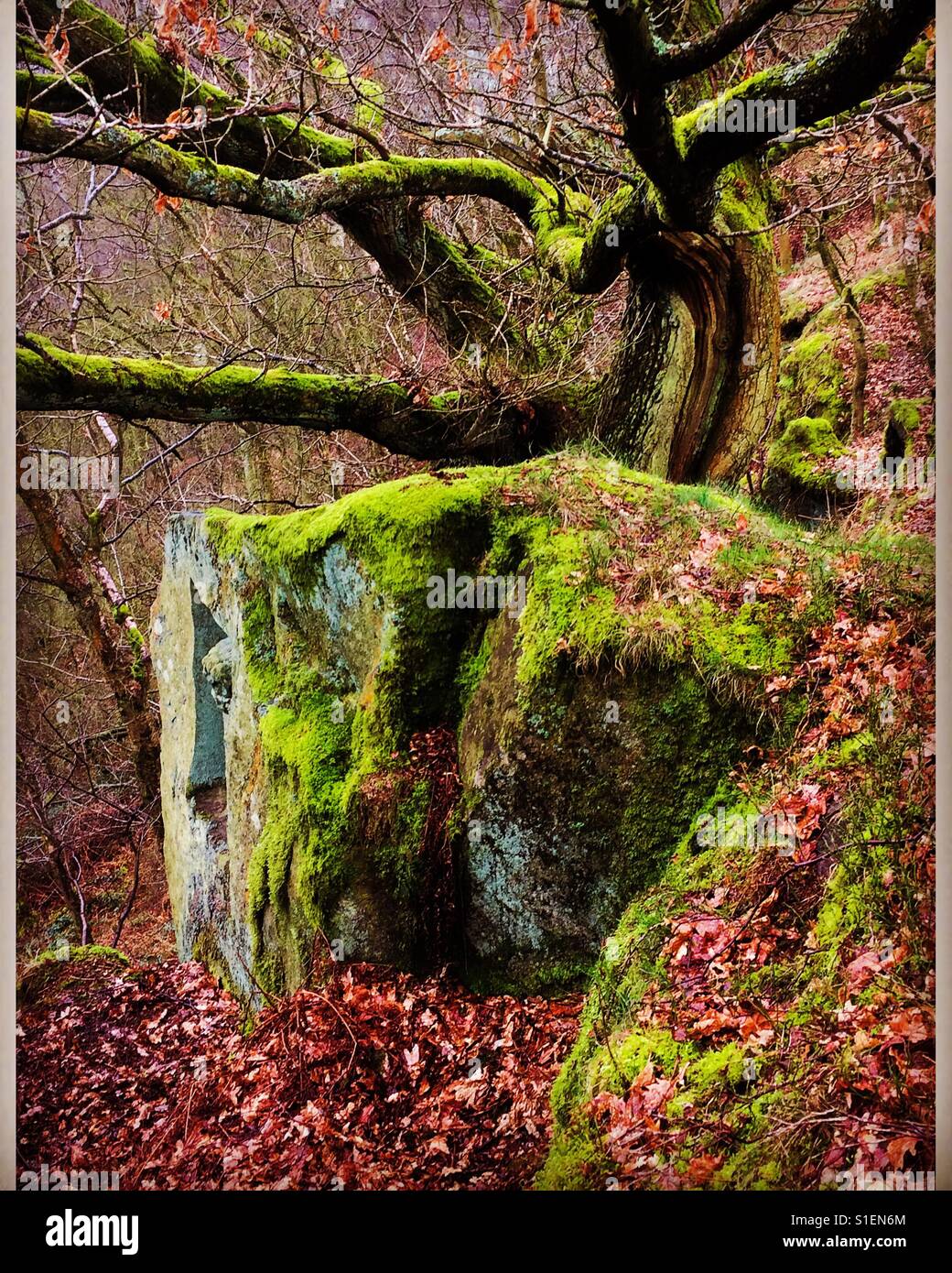 Moss covered rock and tree in woodland Derbyshire Peak District - Smartphone Captured Stock Image