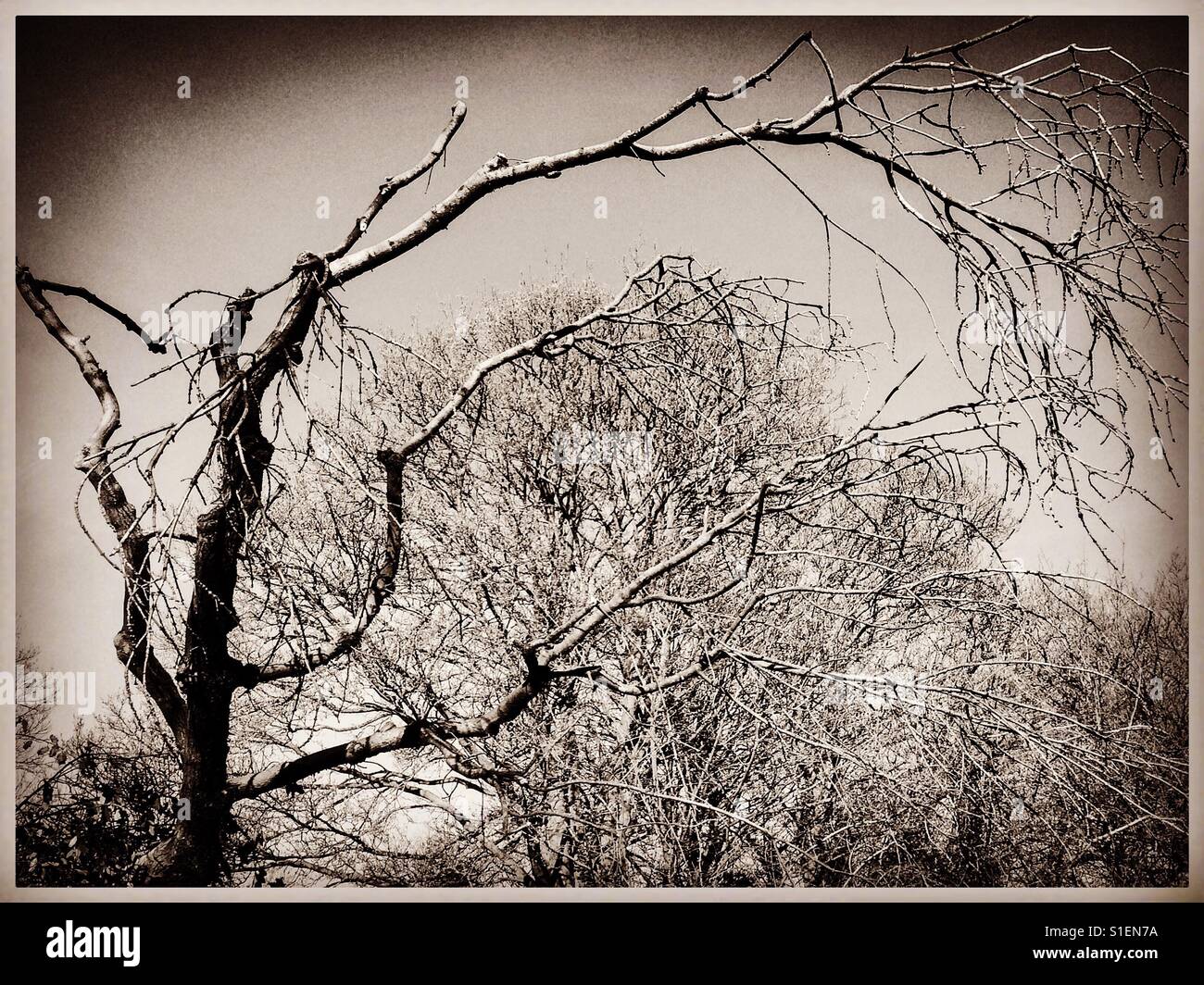 Monochrome image of winter trees Stock Photo