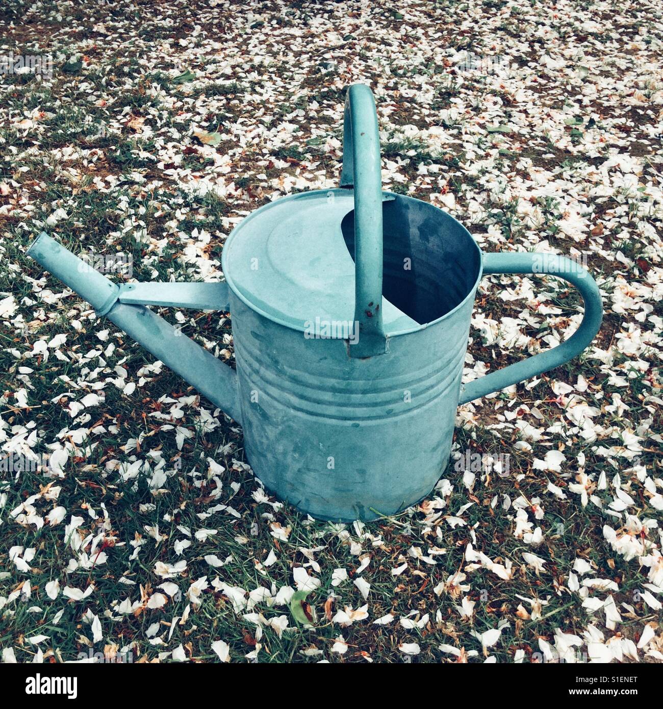 Old metal watering can, on Cherry tree petal covered grass. - Smartphone Captured Stock Image