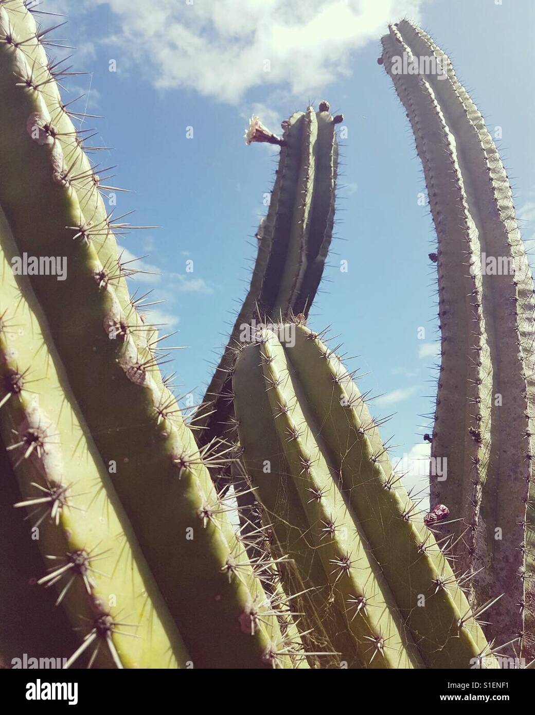 Cacti against blue sky - Smartphone Captured Stock Image