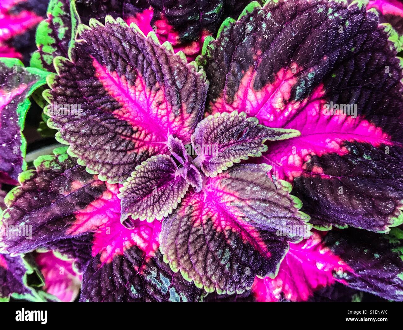 Colourful plant close up Stock Photo