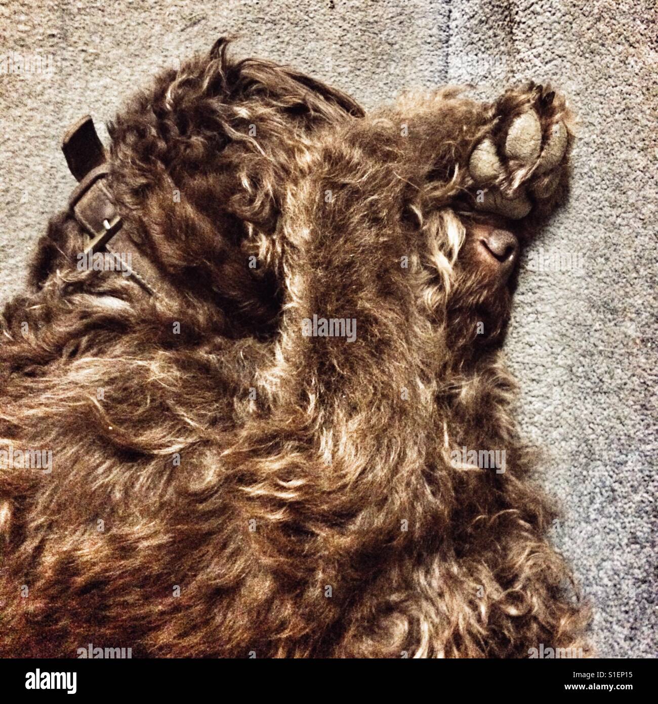 Brown Labradoodle dog sleeping with his paws covering his eyes Stock Photo