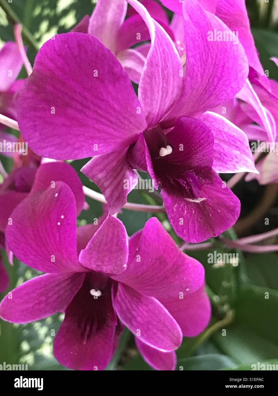Magenta vanda orchid Stock Photo