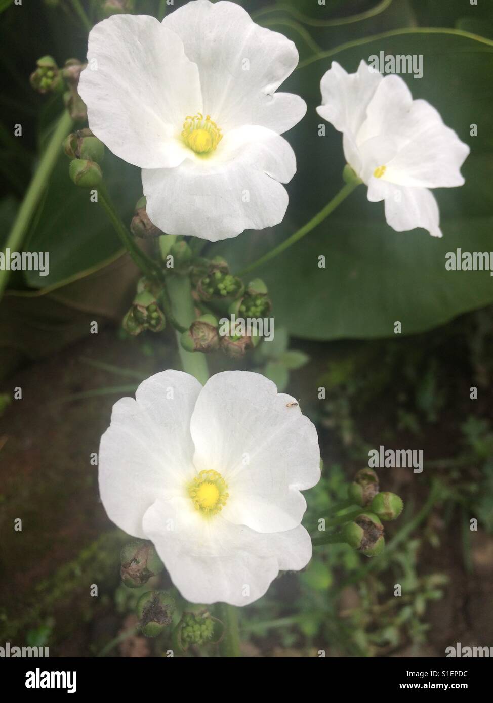Jasmine water flower Stock Photo Alamy