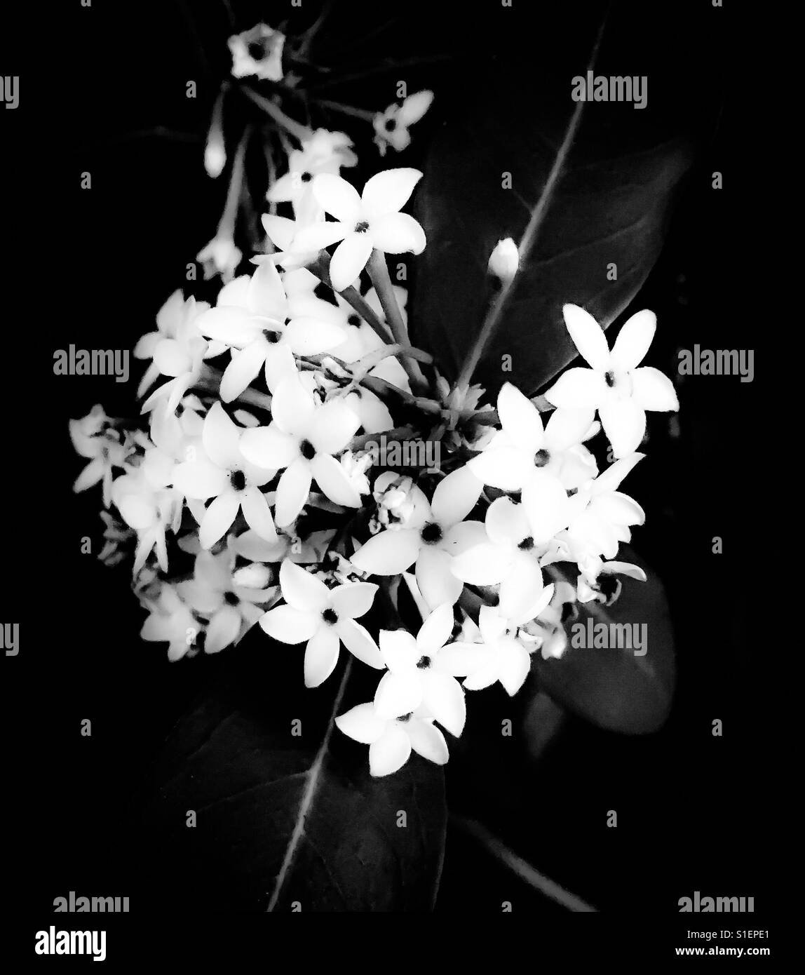 Bushman's poison cluster of white flowers Stock Photo