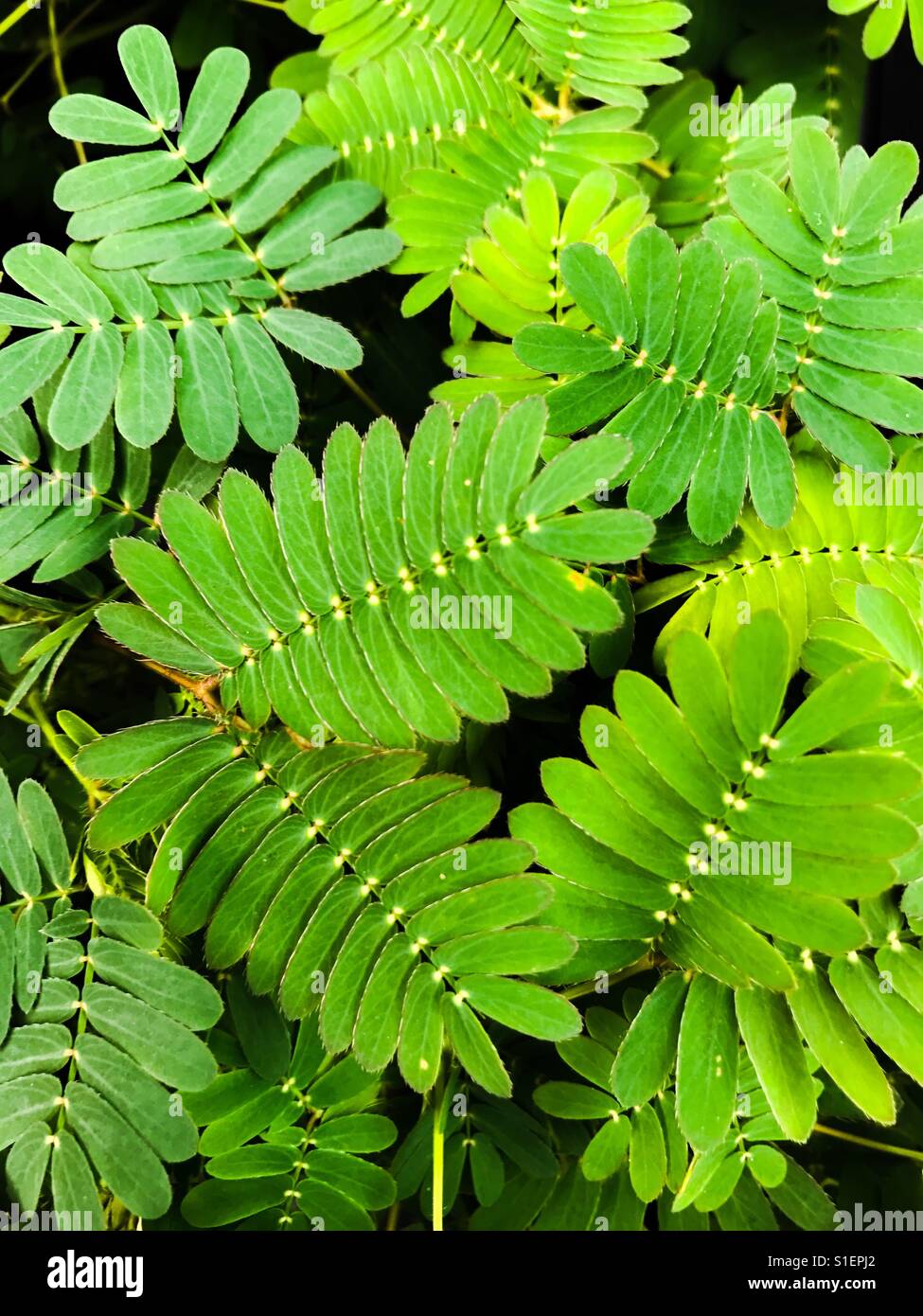 Mimosa Pudica close up Stock Photo Alamy
