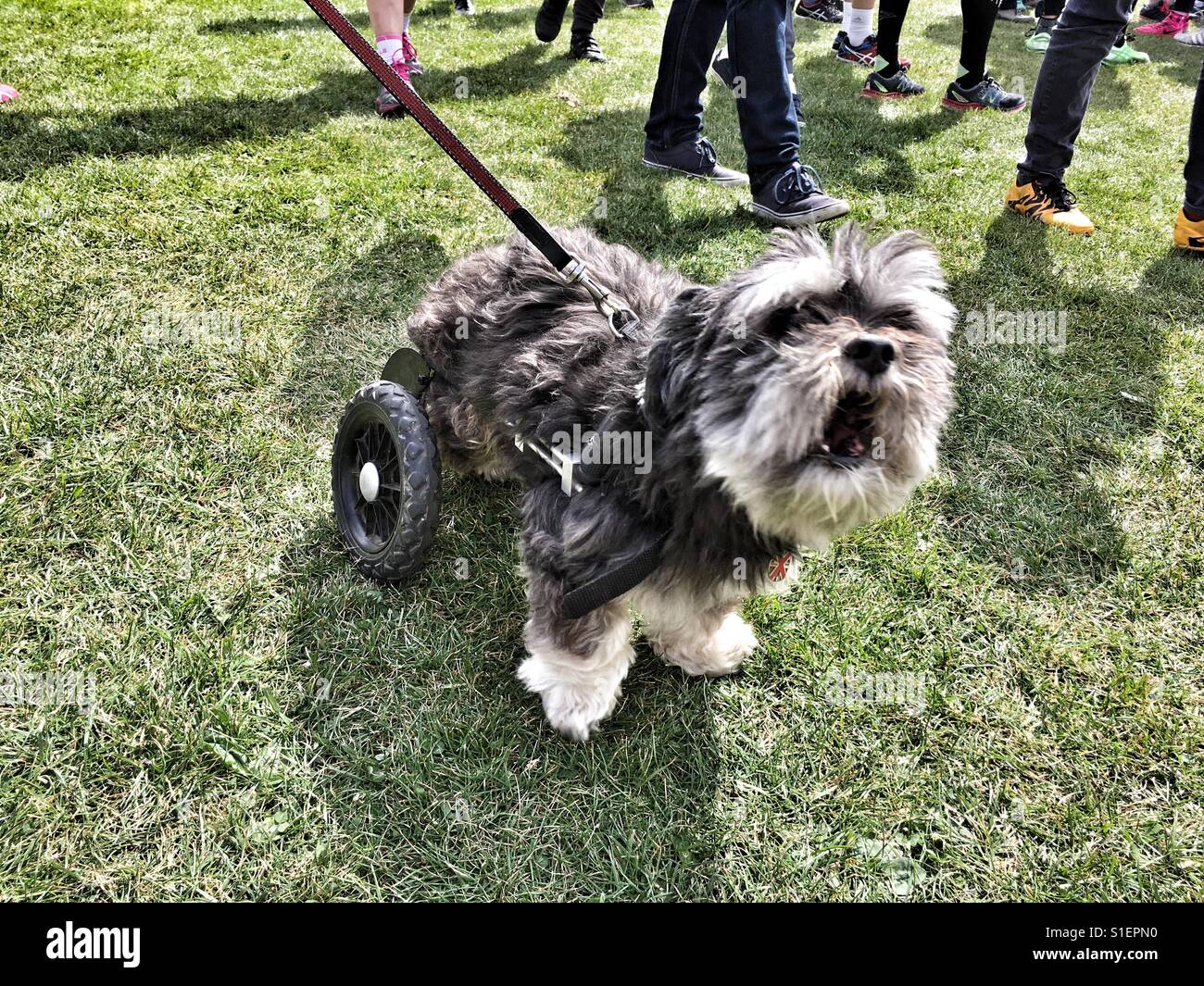 Can A Dog Die From Spinal Injury