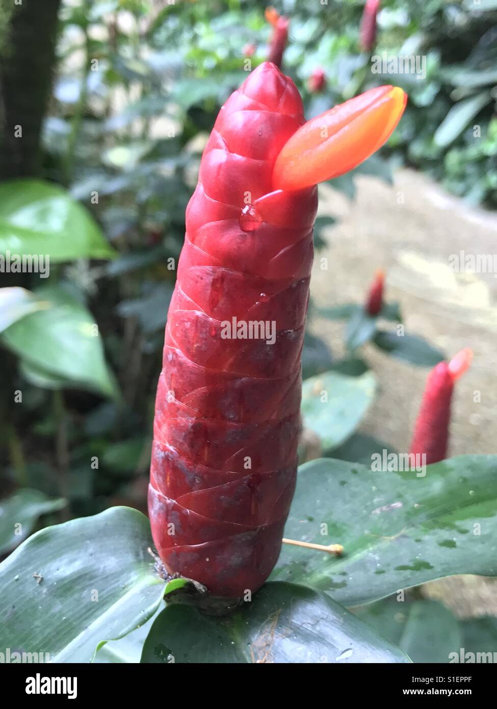 Indian head ginger flower,red flower -Costus spicatus, also known as spiked spiralflag ginger, herbal tea made from the leaves, red-orange flowers, short red cone, Singapore,Scarlet spiral flag Stock Photo