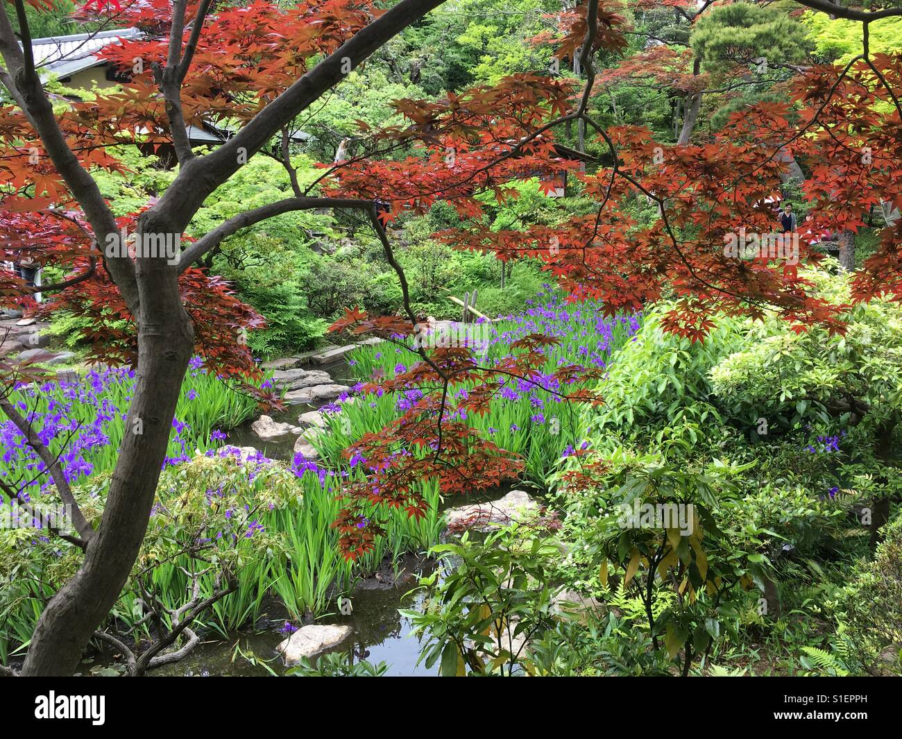 Japanese garden in tokyo Stock Photo