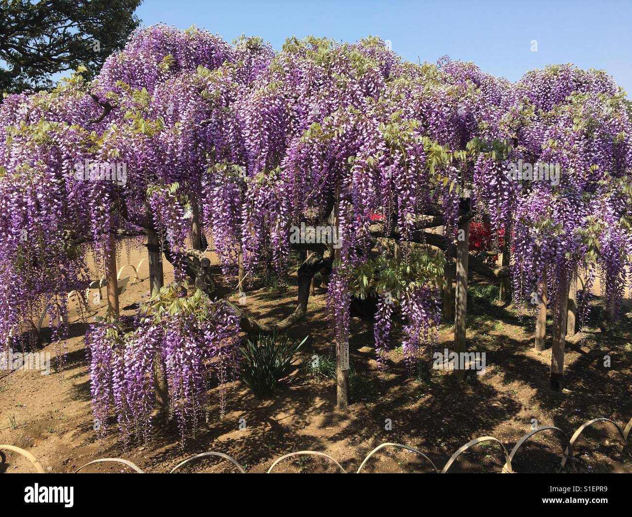 Wisteria in japan Stock Photo Alamy
