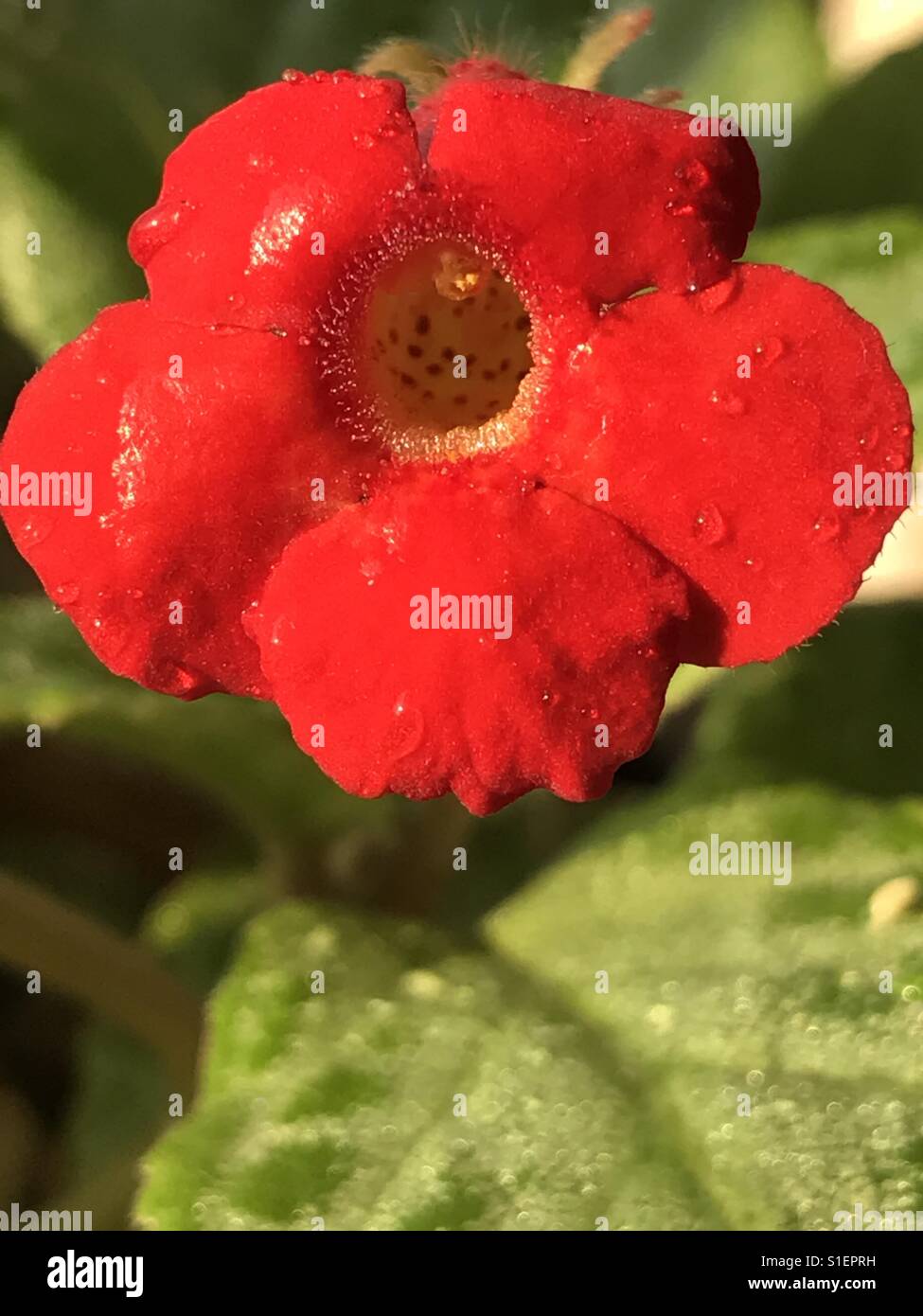 Red flower- silver leaf flame violet aka Episcia cupreata Frosty Stock Photo