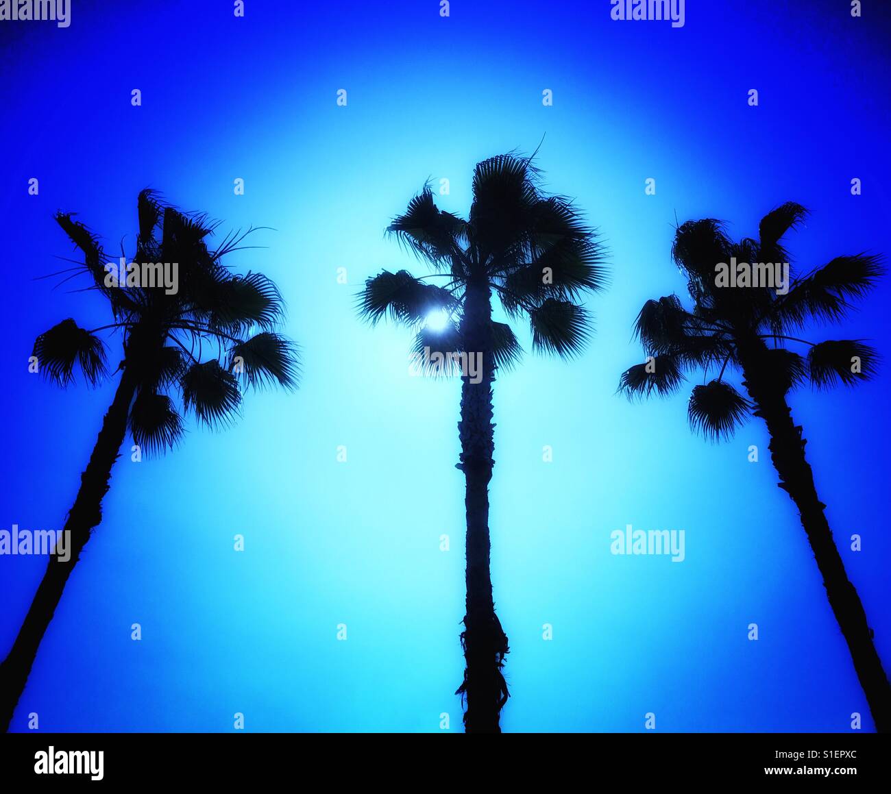 Three Tall Palm Trees High Resolution Stock Photography and Images - Alamy
