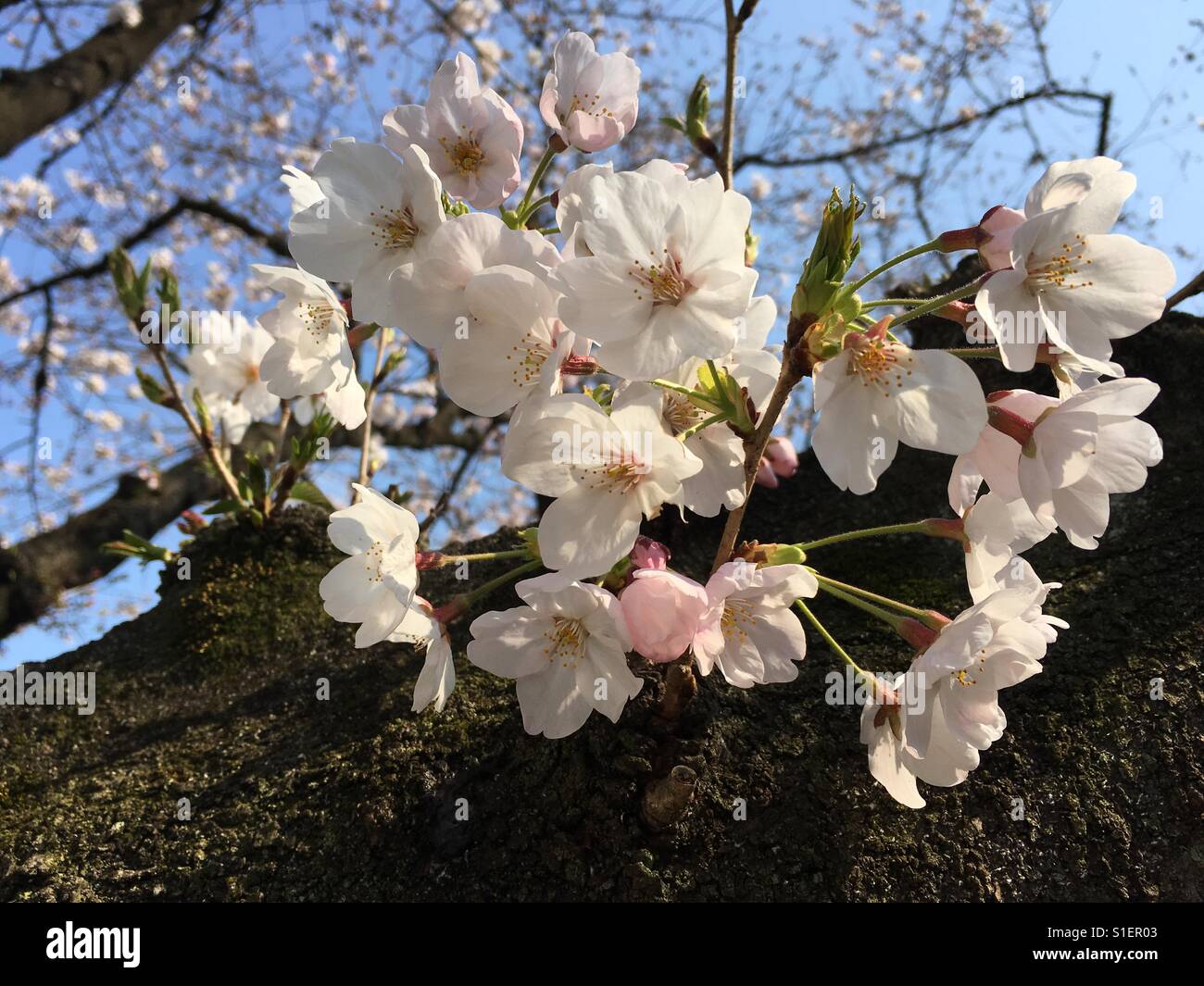 Sakura in japan Stock Photo