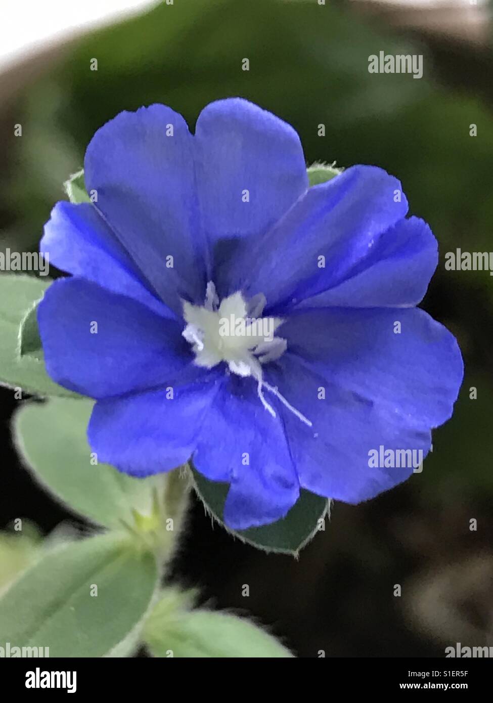 Cosmos flower aka Evolvulus Species - blue flower, Convolvulaceae Stock Photo