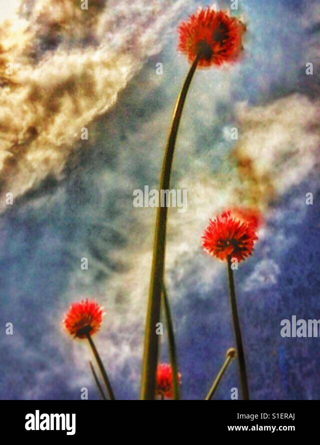 Chive flowers. - Smartphone Captured Stock Image