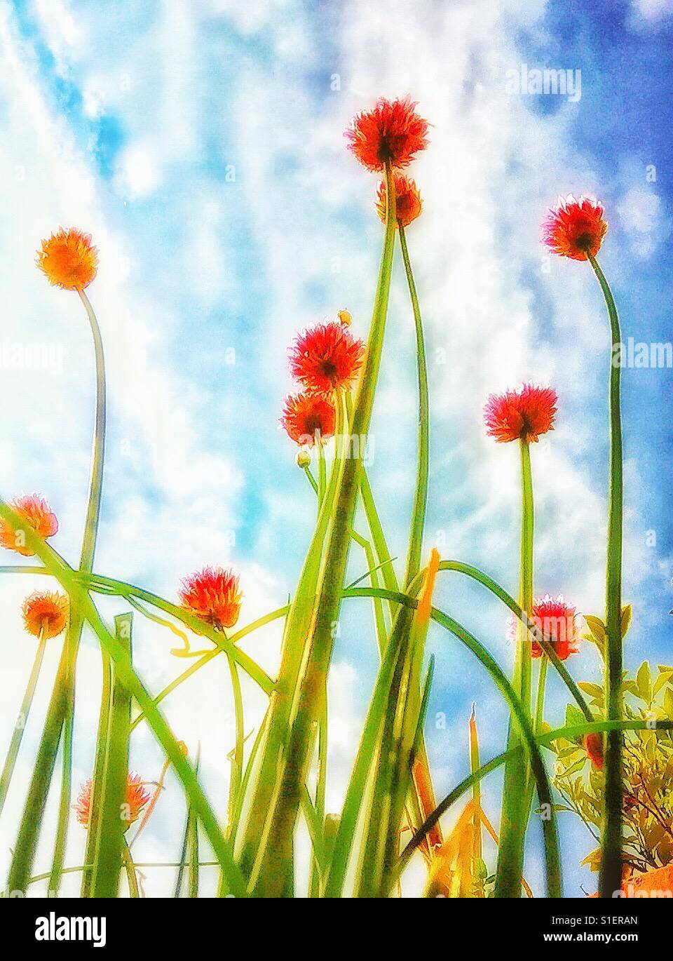 Chive flowers - Smartphone Captured Stock Image