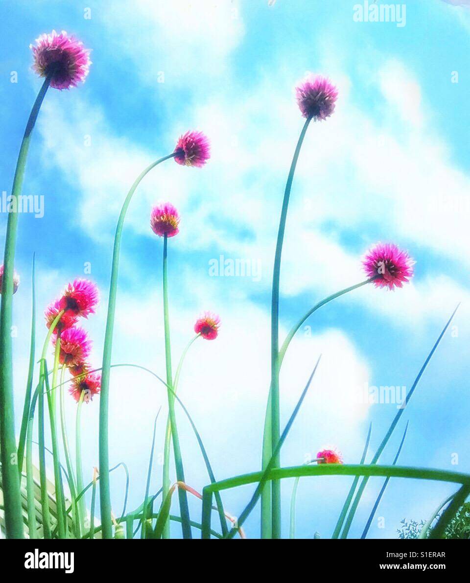 Chive flowers - Smartphone Captured Stock Image