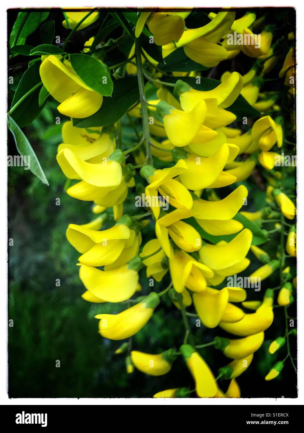 Buttercup bush hires stock photography and images Alamy