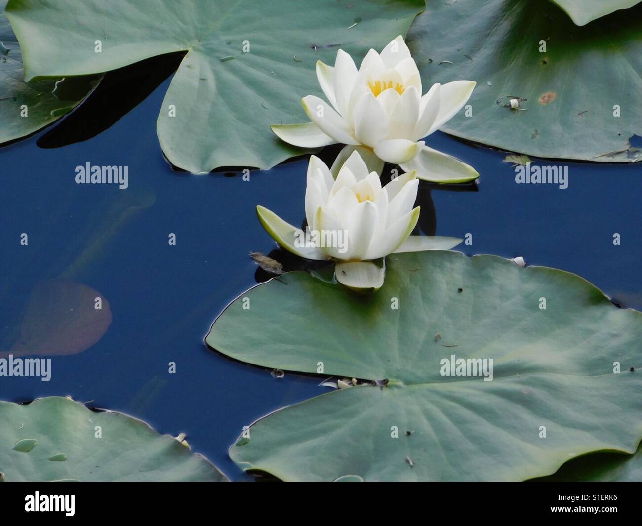 Lilly pond Pembrokeshire uk - Smartphone Captured Stock Image