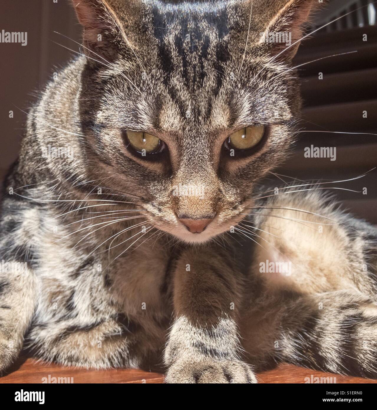 Close up of a tabby cat staring intently at the camera. Stock Photo