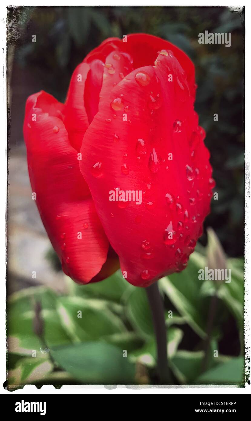 Water droplets on a red rose - Smartphone Captured Stock Image