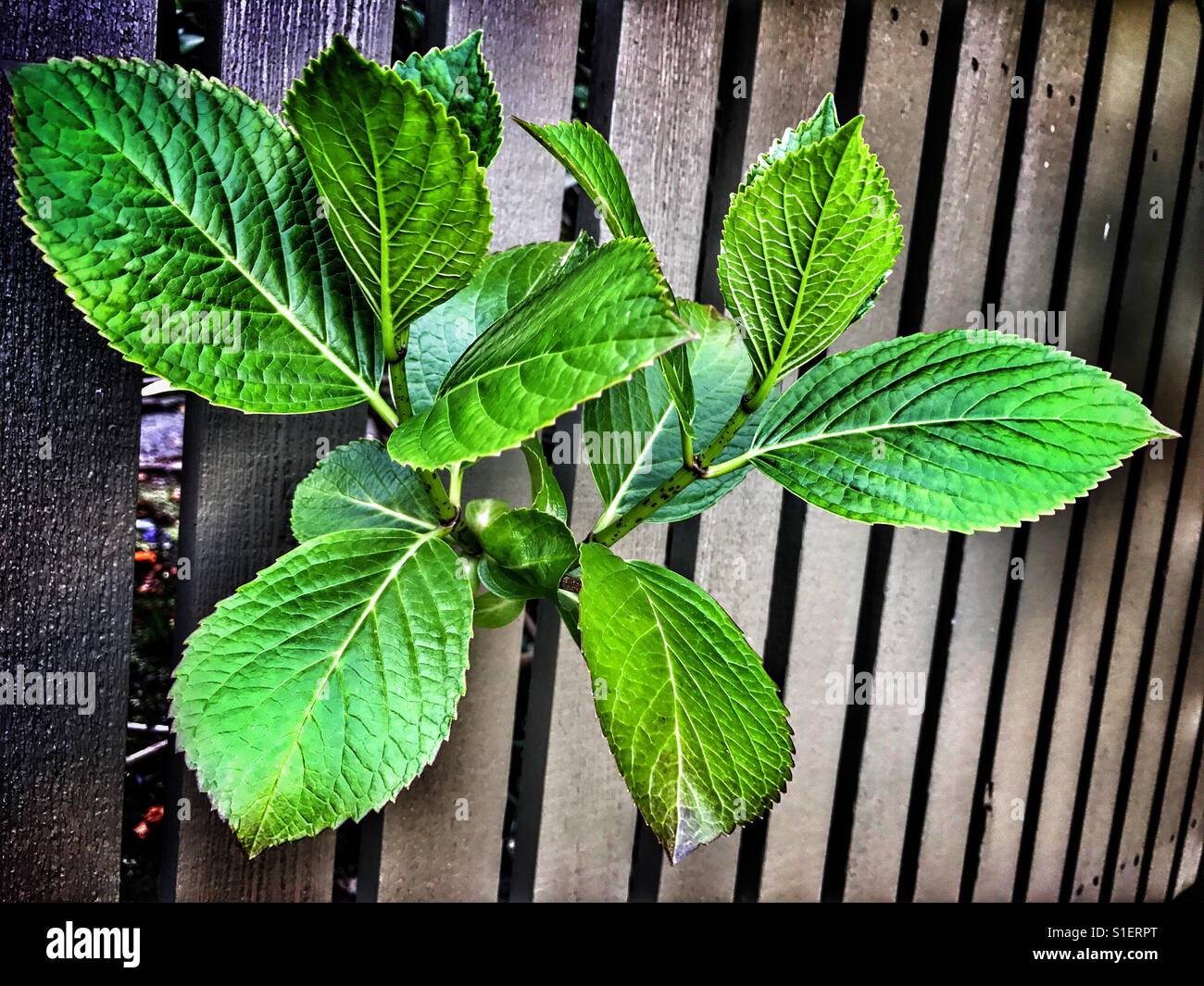Green leaves sticking out of the garden fence - Smartphone Captured Stock Image