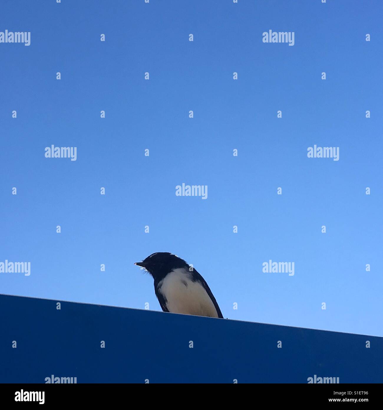 Bird Willie wagtail with blue sky background Stock Photo Alamy