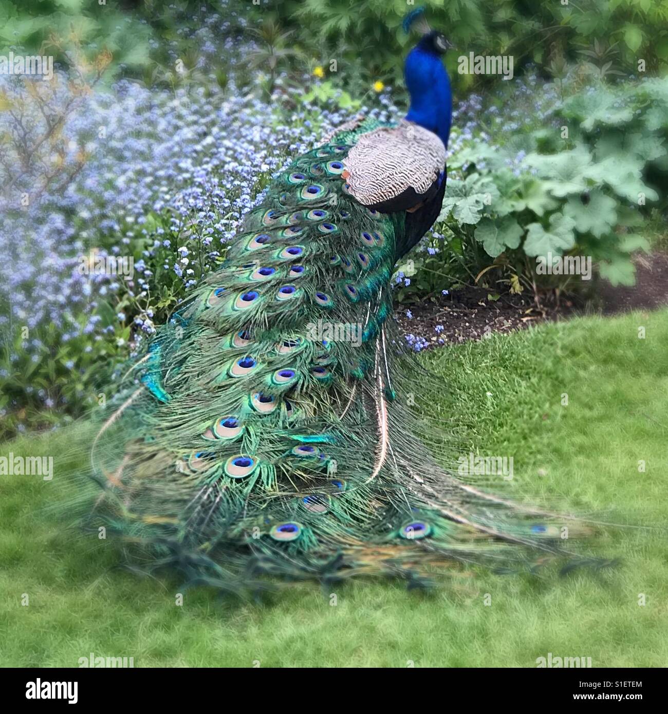 Peacock fluffing plume of feathers and flowerbed of forget me nots in springtime. Stock Photo