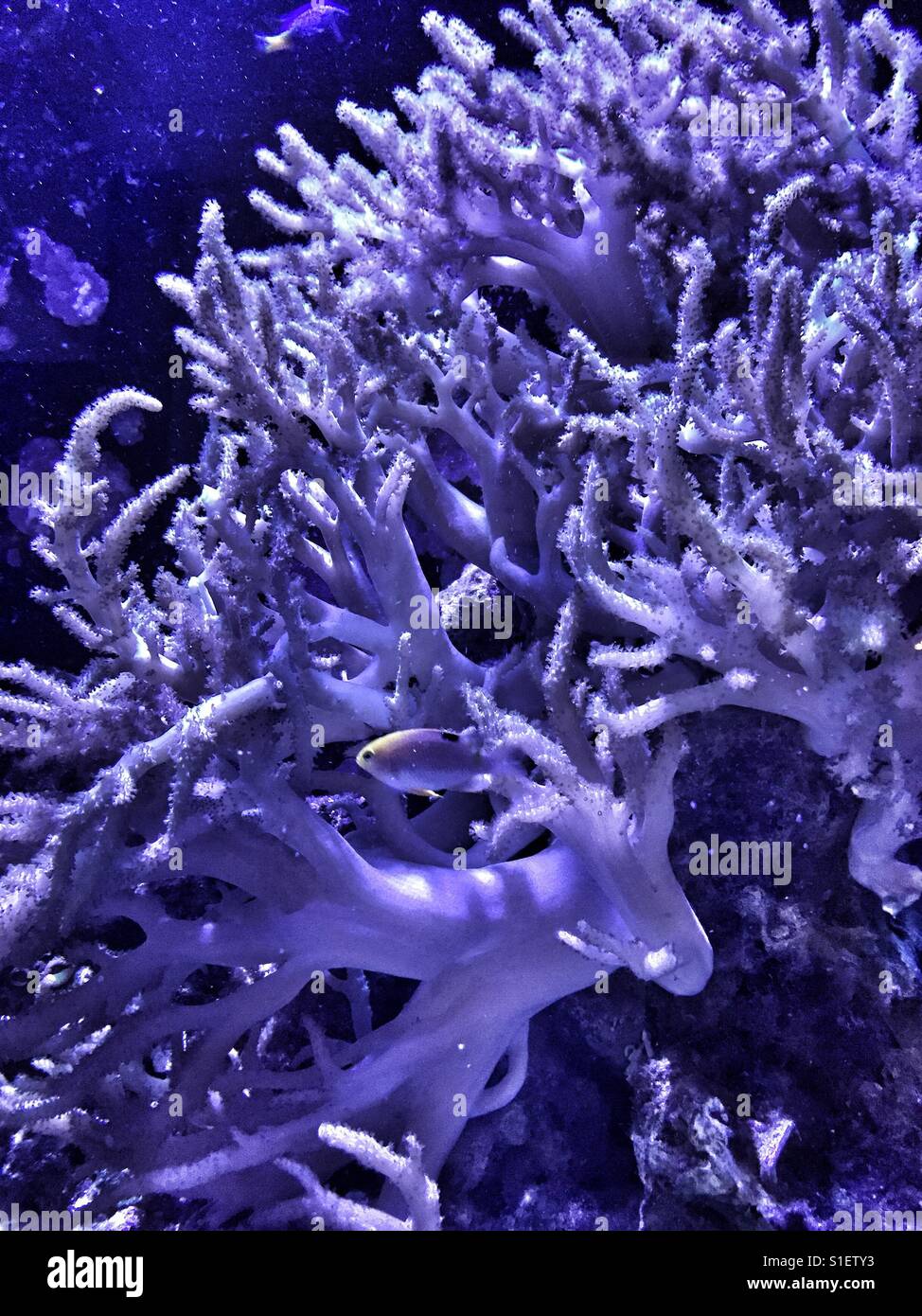 Interstellar or under the sea? - Smartphone Captured Stock Image