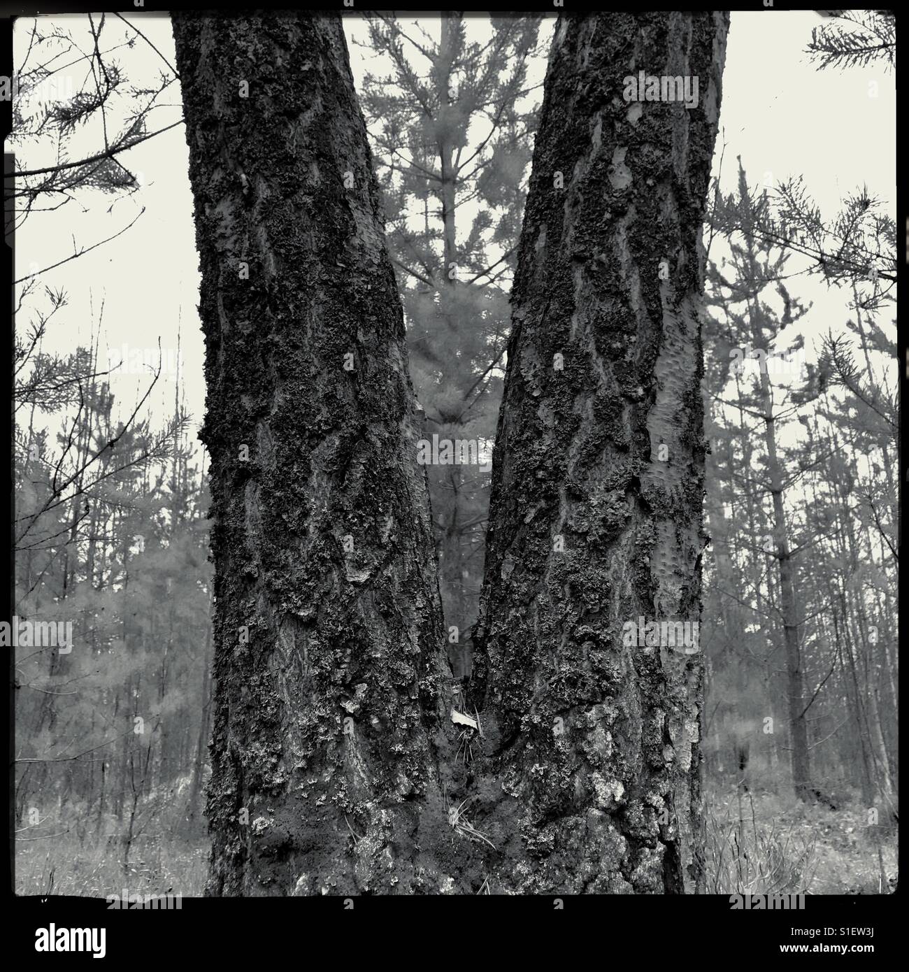 double tree in forest Stock Photo - Alamy
