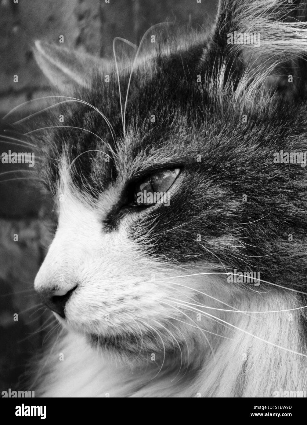 Cat Close Up - Smartphone Captured Stock Image