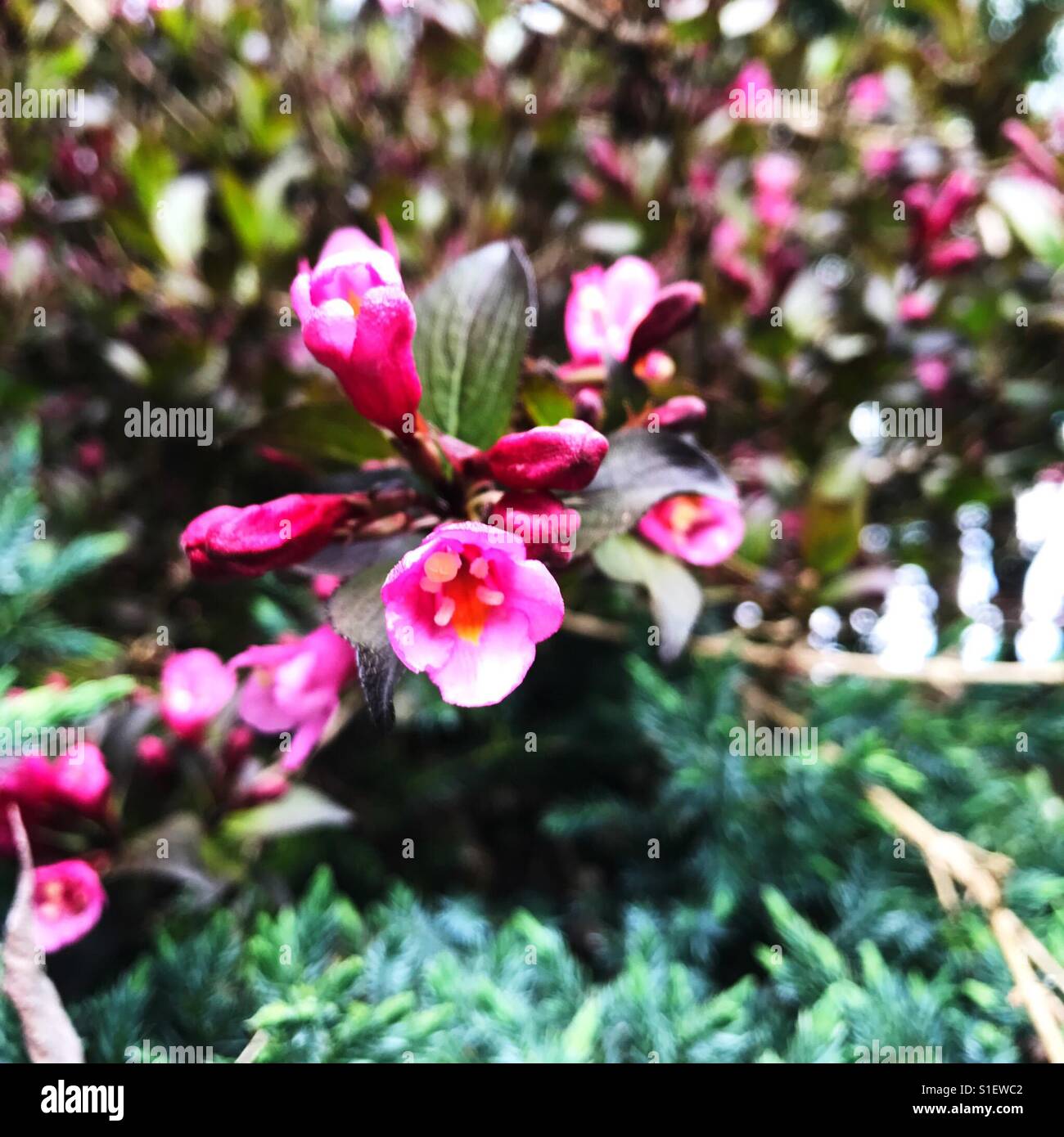 Pink flowers In Portland Oregon Stock Photo Alamy