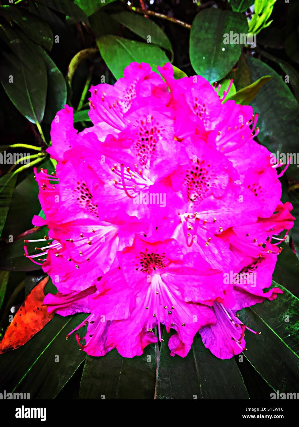 Pink burst of flowers in Portland Oregon Stock Photo Alamy
