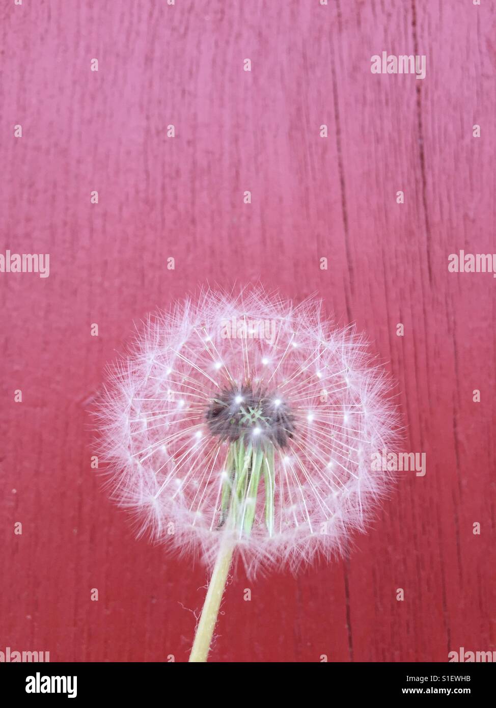 Close up of Dandelion, Taraxacum platycarpum - Smartphone Captured Stock Image
