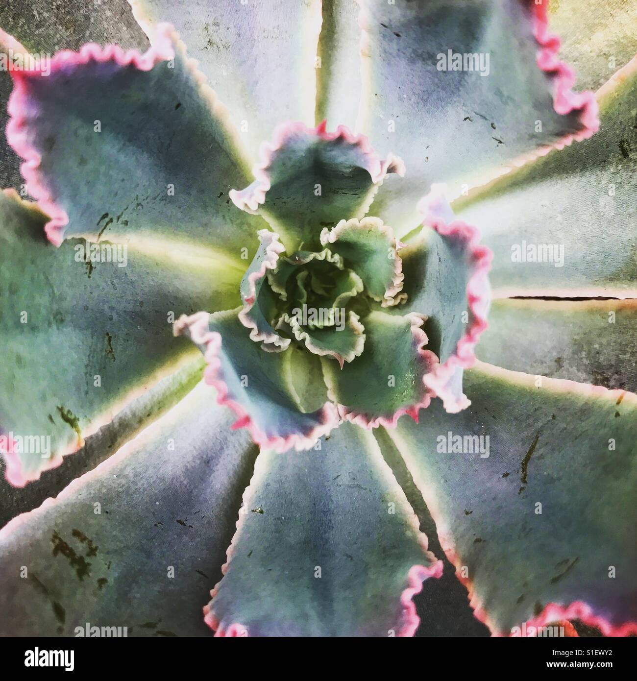 A symmetrical closeup of a cactus plant - Smartphone Captured Stock Image