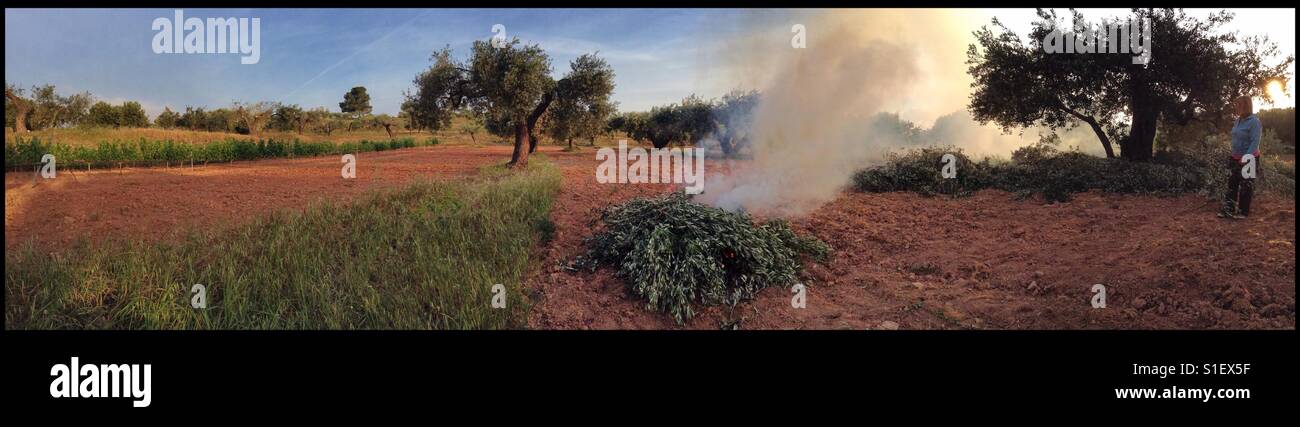 Burning olive pruning's on a Spring morning, Catalonia, Spain. - Smartphone Captured Stock Image