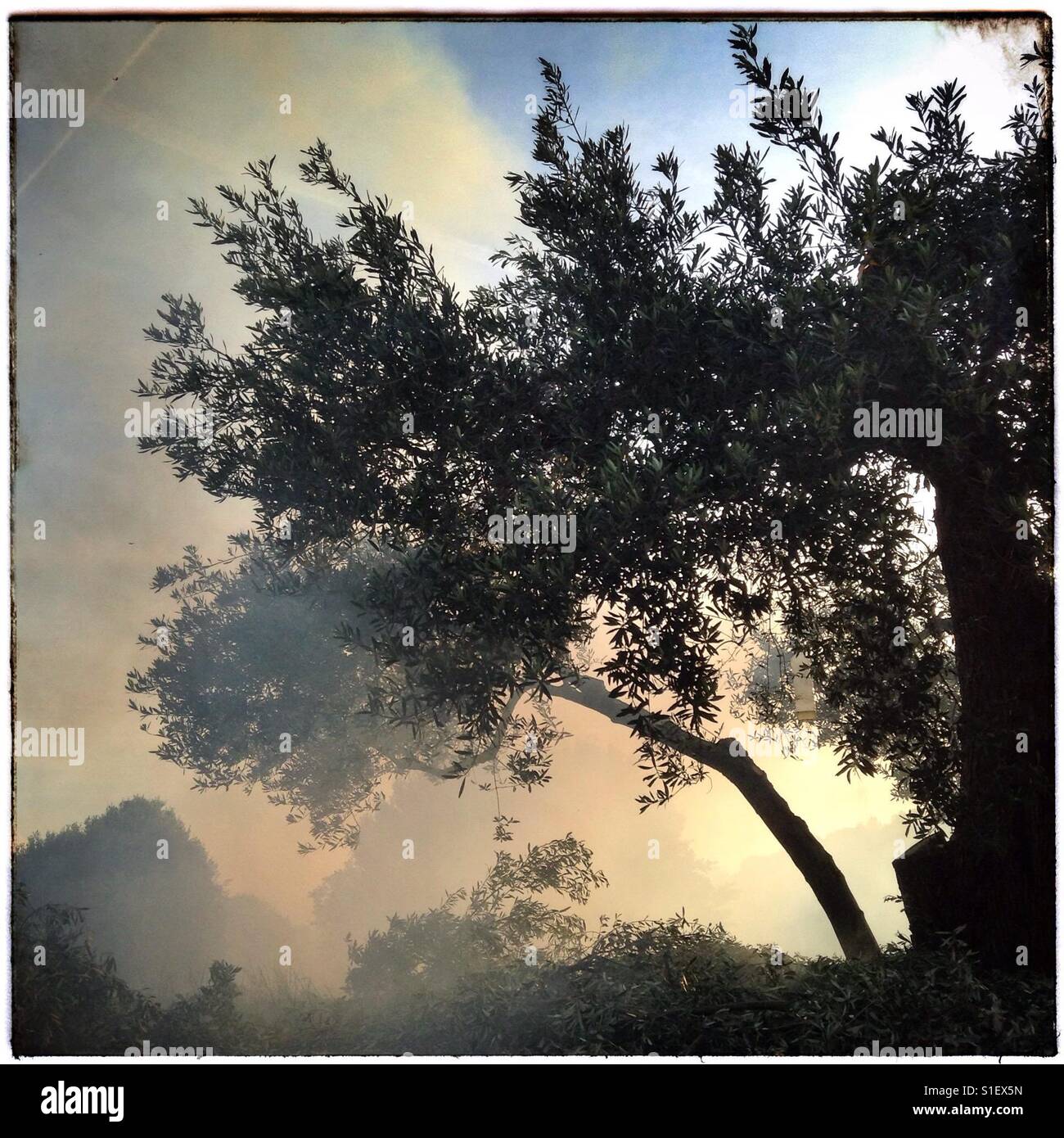 Olive tree enshrouded in smoke on a Spring morning, Catalonia, Spain. - Smartphone Captured Stock Image
