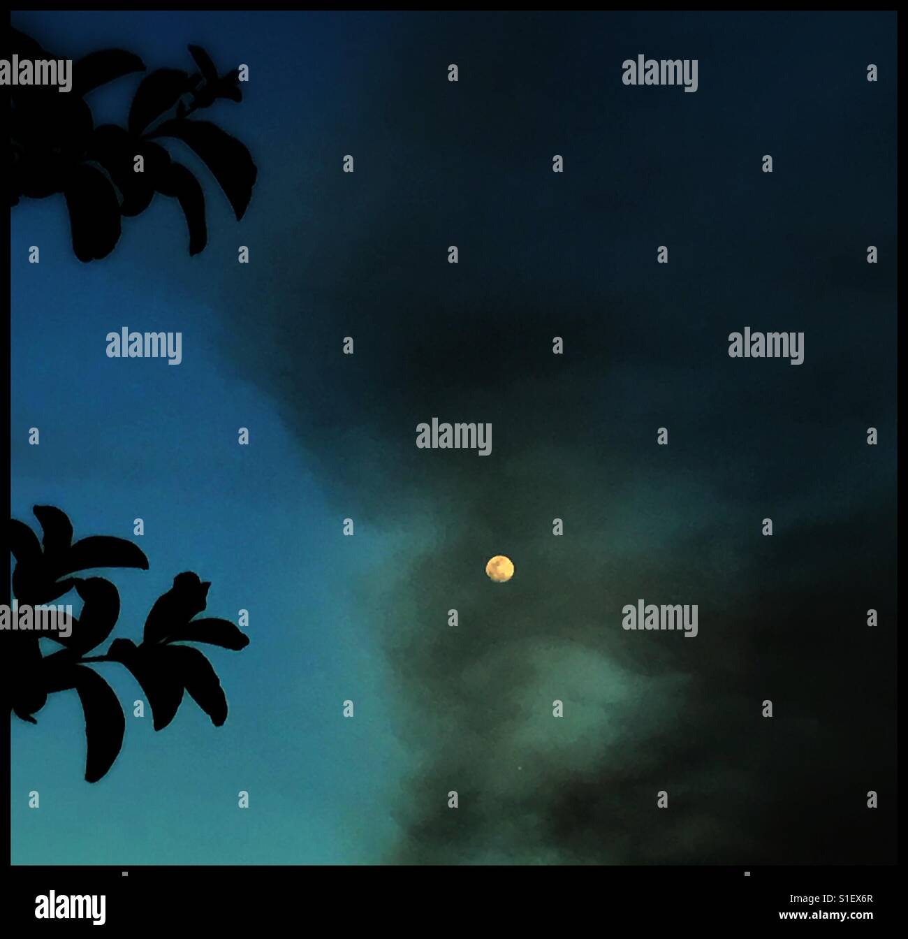 The moon glows through dark smoke from a nearby swamp fire in North Florida - Smartphone Captured Stock Image The moon glows through dark smoke from a nearby swamp fire in North Florida - Smartphone Captured Stock Image