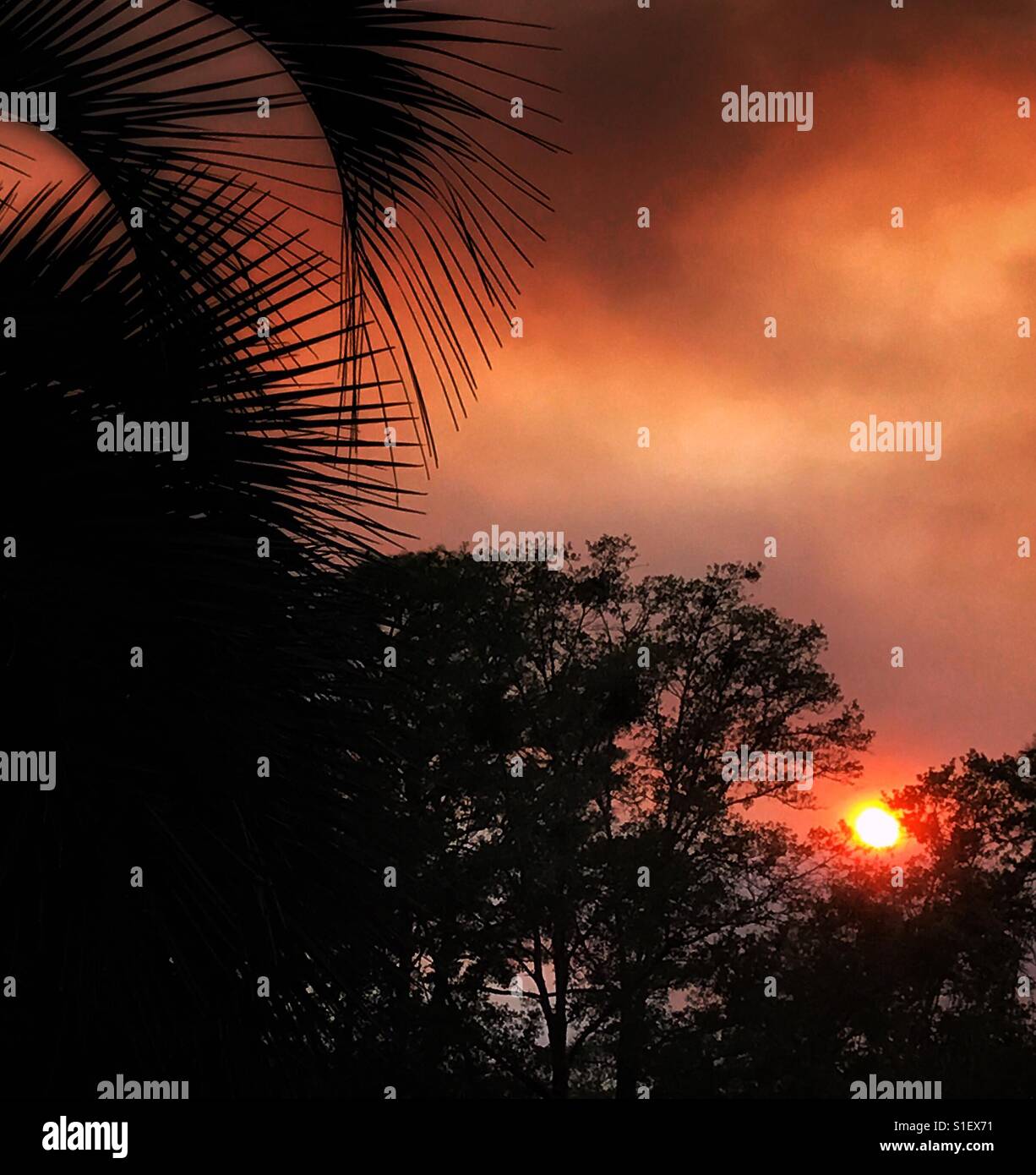 Swamp fire sunset in North Florida - Smartphone Captured Stock Image