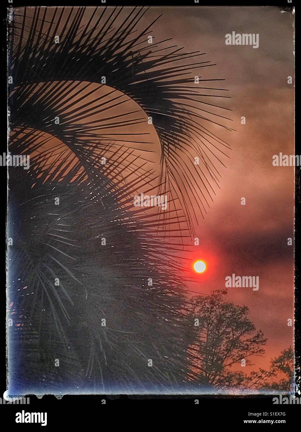 Swamp fire sunset in North Florida - Smartphone Captured Stock Image